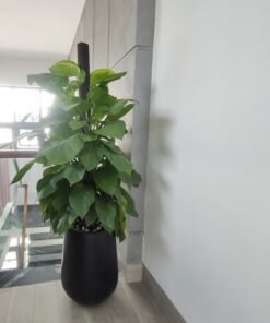 trầu bà cột chậu giọt nước