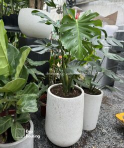 Monstera chậu giọt nước trắng