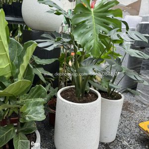 Monstera chậu giọt nước trắng