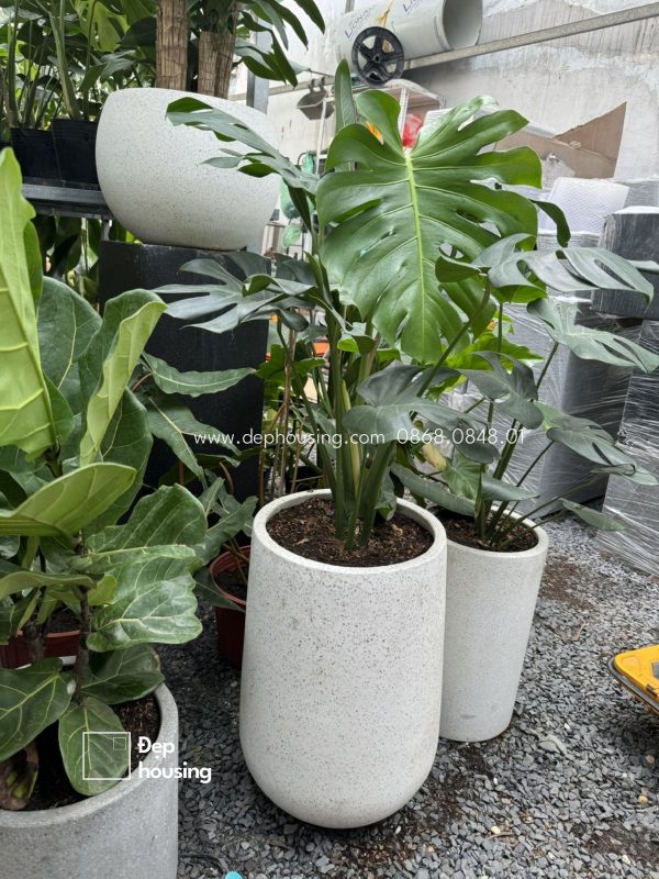 Monstera chậu giọt nước trắng