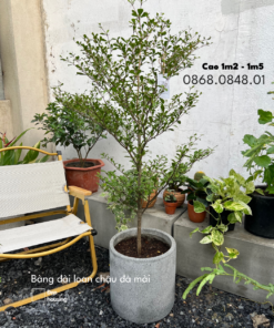 Bàng đài loan chậu đá mài