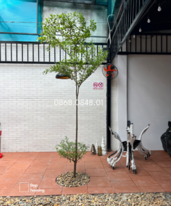 Bàng đài loan cao 2m tới 3m