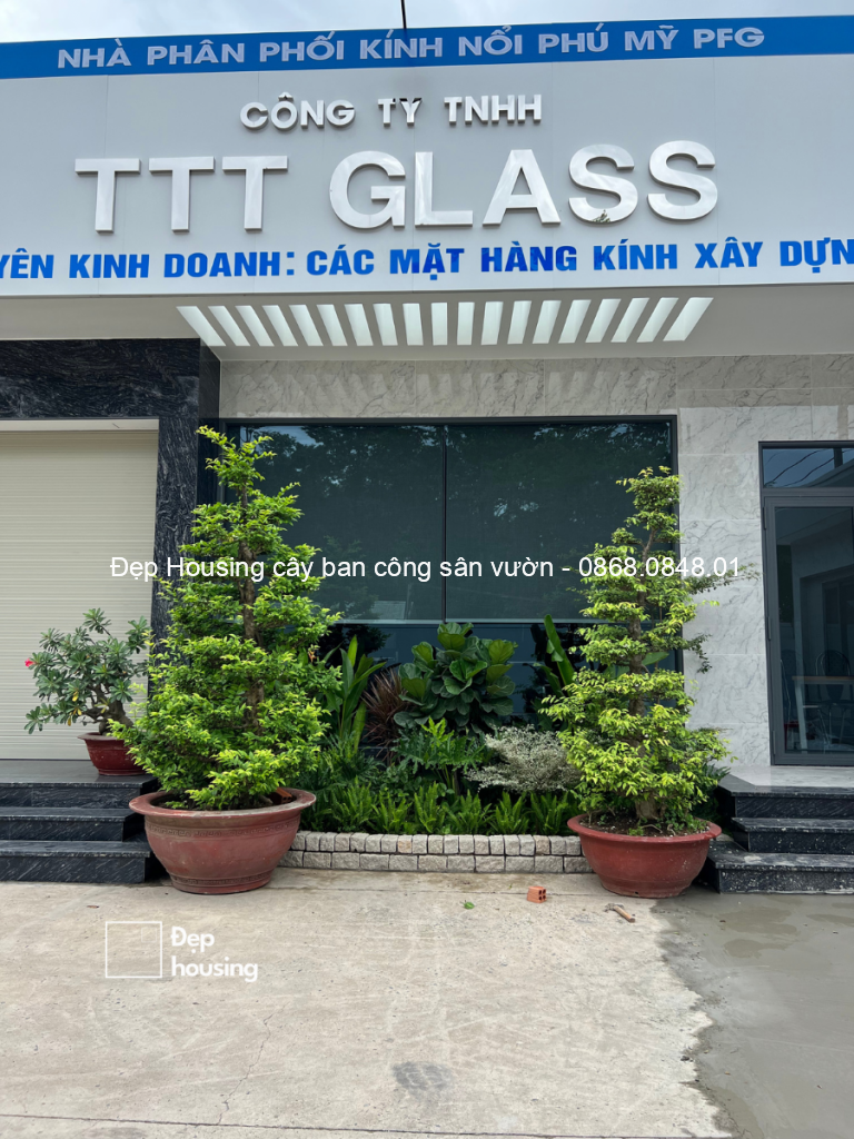 Trang trí cây xanh tại công ty TTT Glass do Đẹp Housing thực hiện