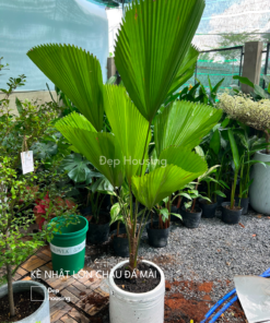 Kè nhật chậu đá mài