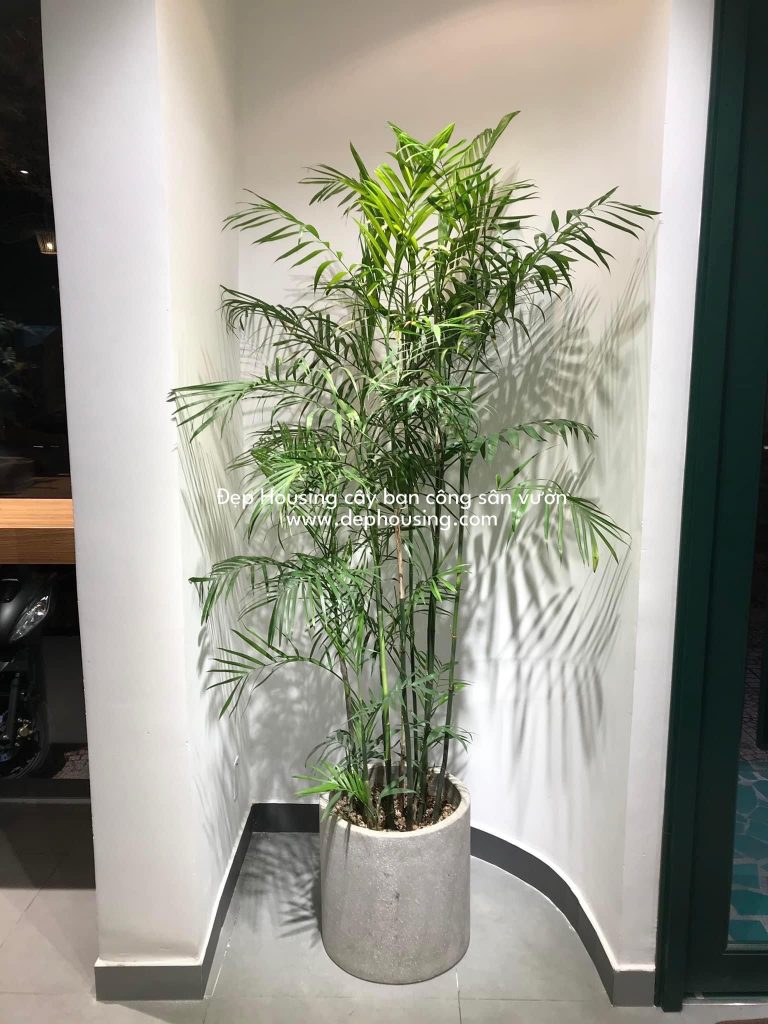 Cau hawaii trồng nội thất chậu tròn 30cm