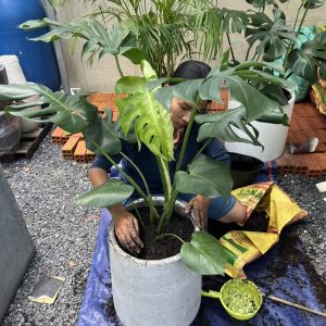 Monstera chậu giọt nước 02