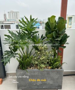 SET CÂY THANH XUÂN PHỐI BÀNG SINGAPORE