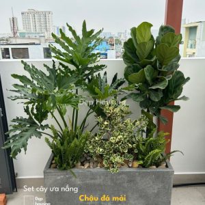 SET CÂY THANH XUÂN PHỐI BÀNG SINGAPORE