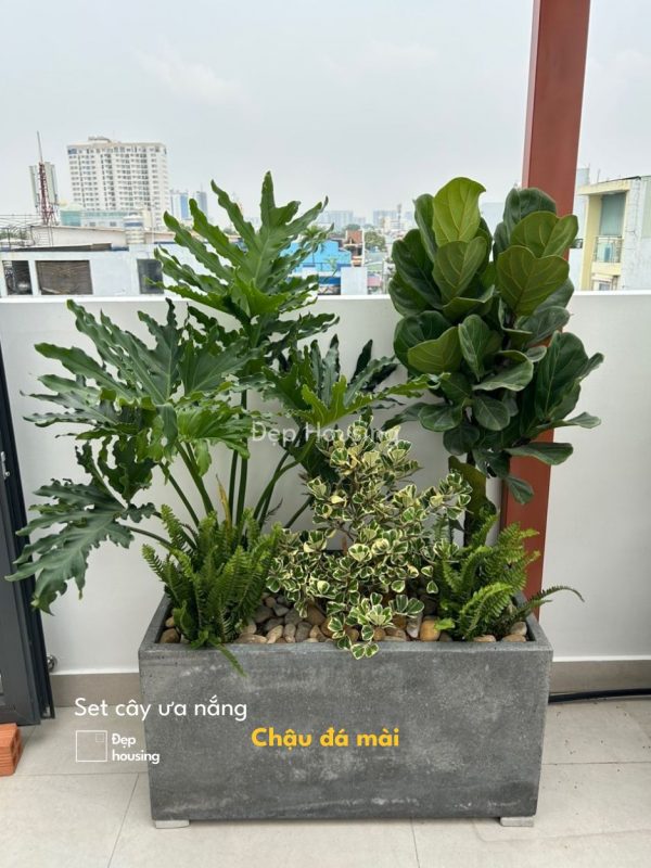 SET CÂY THANH XUÂN PHỐI BÀNG SINGAPORE