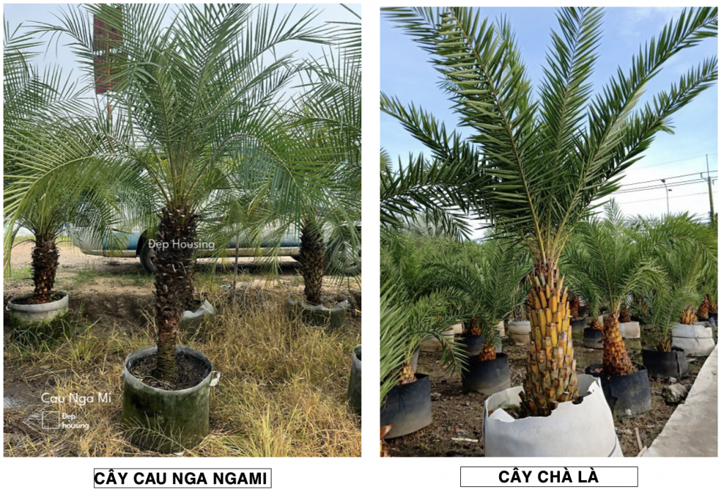 Cau ngami vs chà là