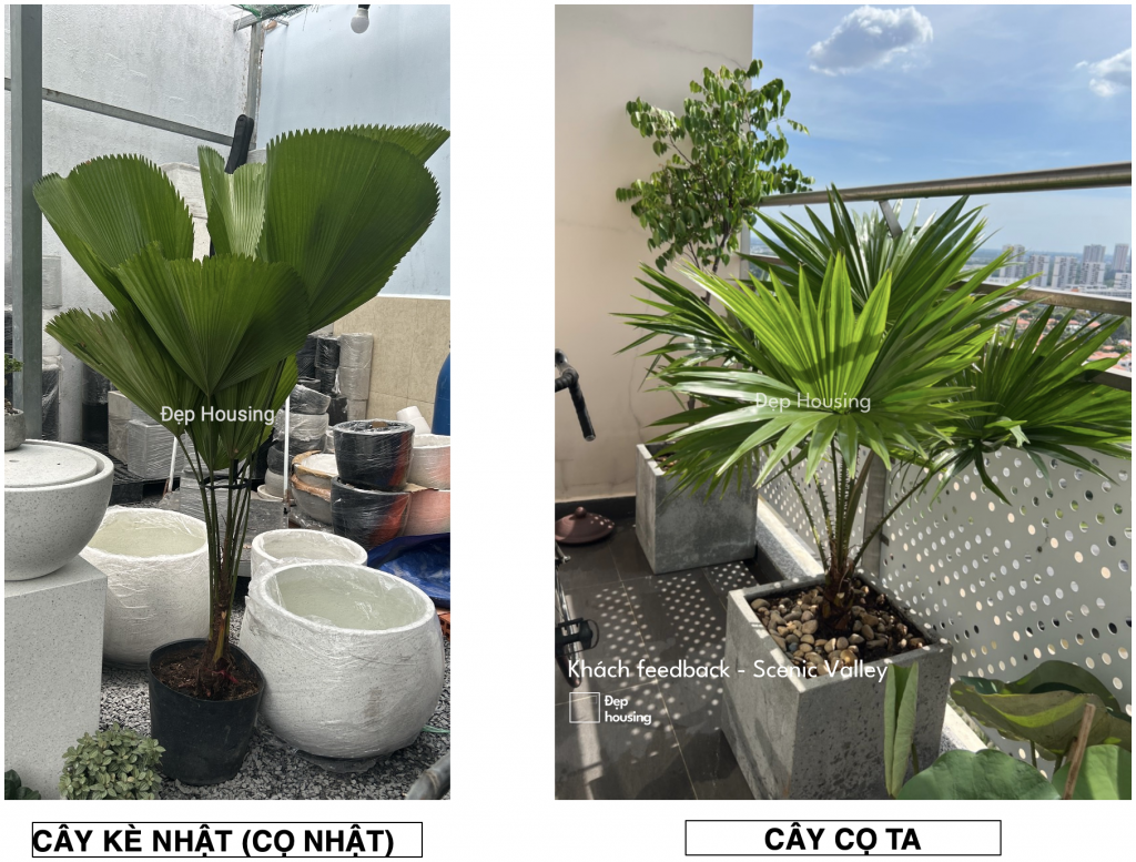 Phân biệt kè nhật và cọ nhật