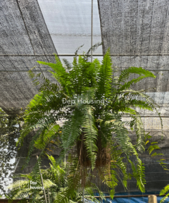 Dương xỉ thòng thái