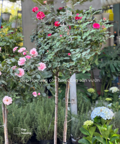 Hoa hồng tree rose