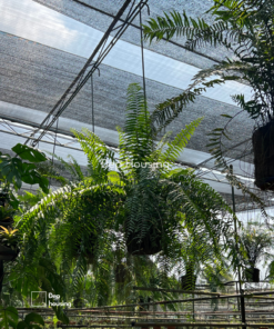 Dương xỉ thòng thái