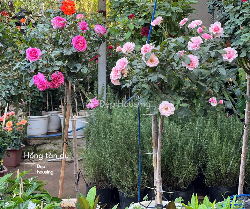 Hoa hồng tree rose trồng ban công sân vườn