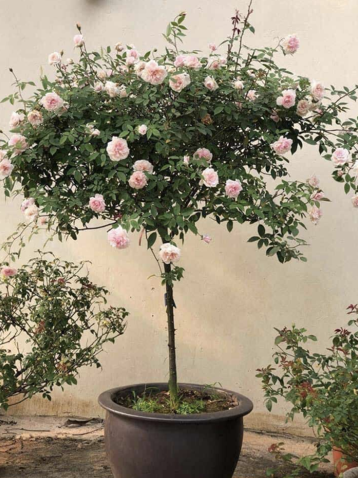 Hoa hồng tree Rose