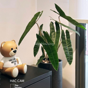 Hạc cam