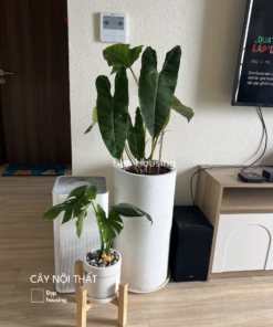 Hạc cam chậu trắng