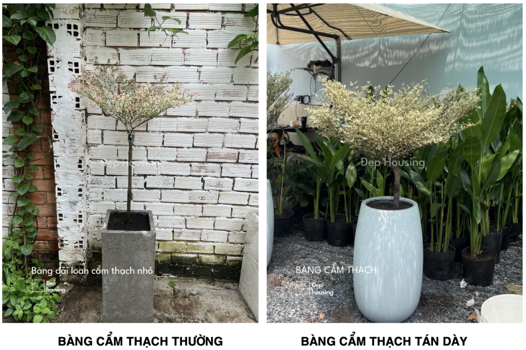 Phân biệt bàng cẩm thạch thường và bàng cẩm thạch tán dày