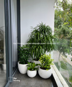 Bộ 4 cây góc ban công