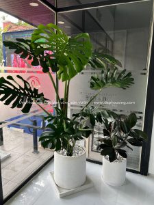 Monstera size lớn và Đa Búp Đỏ