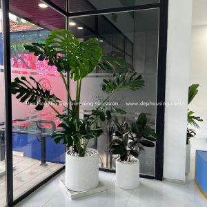 Monstera size lớn và Đa Búp Đỏ