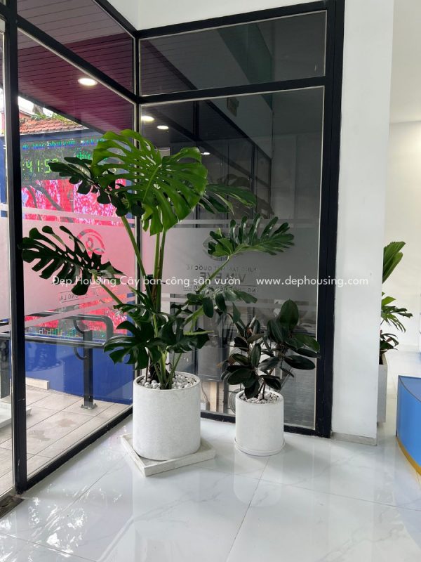 Monstera size lớn và Đa Búp Đỏ