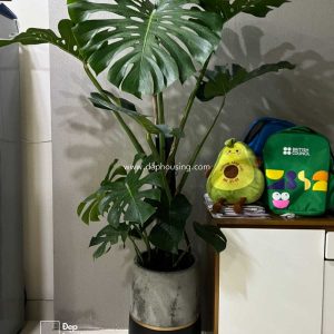 Trầu bà Monstera