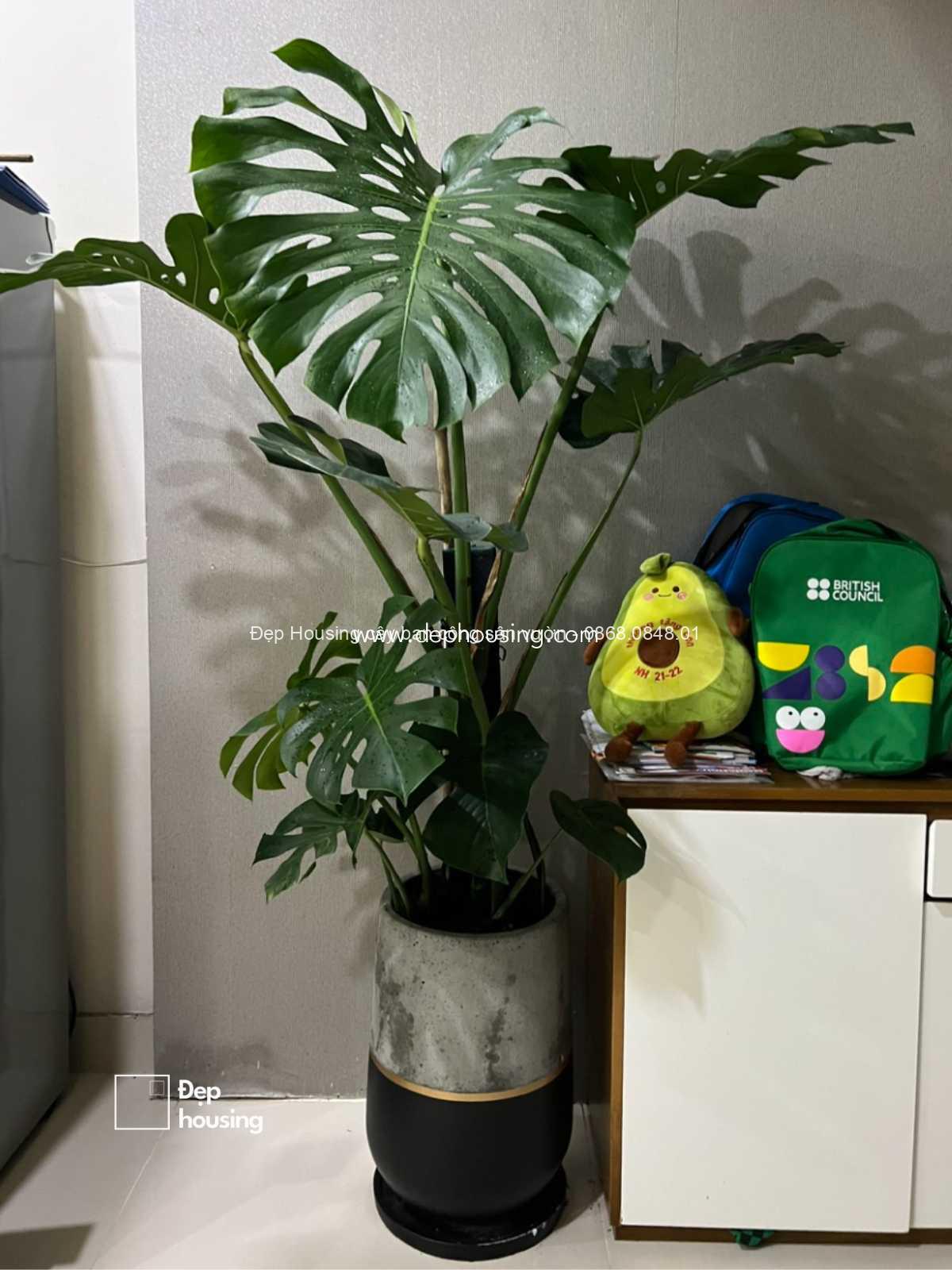 Trầu bà Monstera Trầu bà Monstera