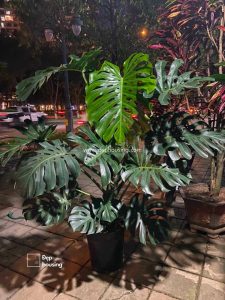 Trầu bà Monstera size Đại