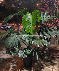 Trầu bà Monstera lớn