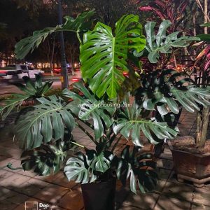 Trầu bà Monstera lớn