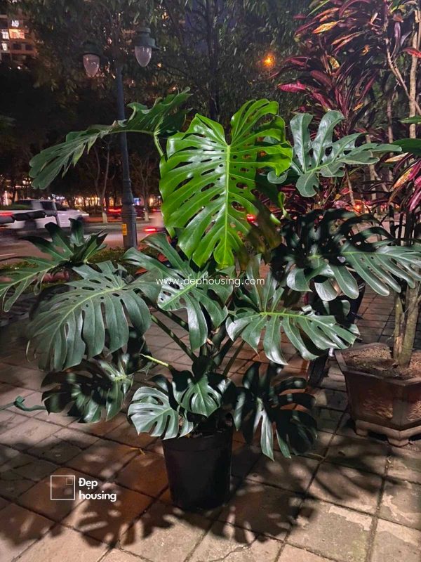 Trầu bà Monstera lớn