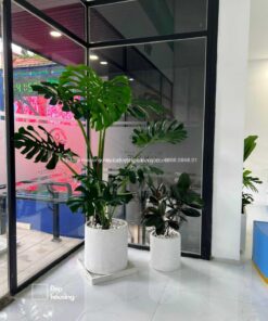 Trầu bà lá xẻ Monstera size Đại