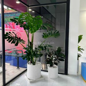 Trầu bà lá xẻ Monstera size Đại