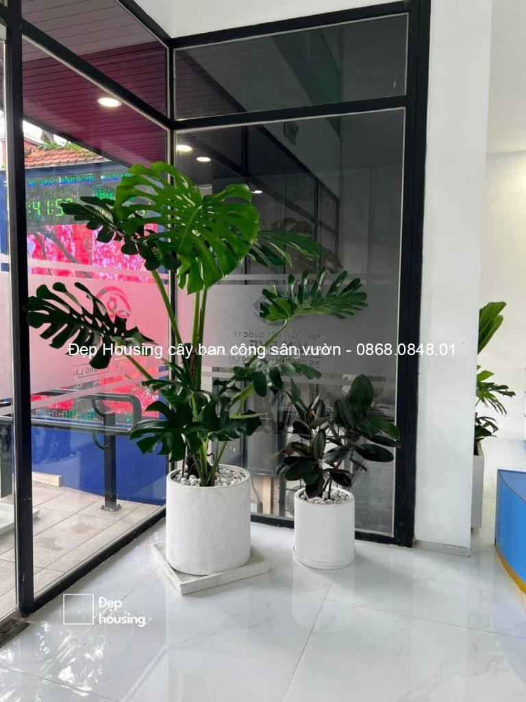 Trầu bà lá xẻ Monstera size Đại