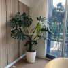 Monstera cao 1m7 chậu đá mài trắng