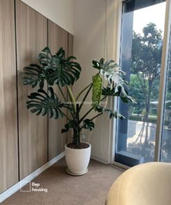 Monstera cao 1m7 chậu đá mài trắng