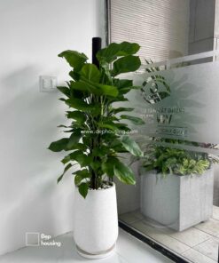 Trầu bà cột chậu giọt nước