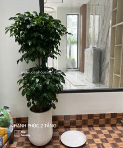 Cây hạnh phúc 2 tầng