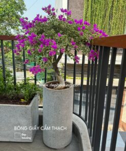 Bông giấy cẩm thạch