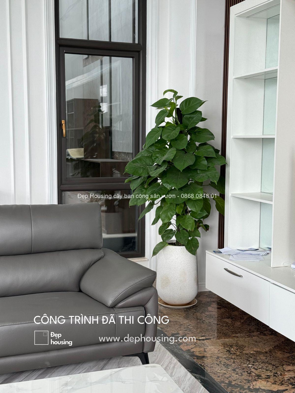 Trầu bà cột chậu giọt nước