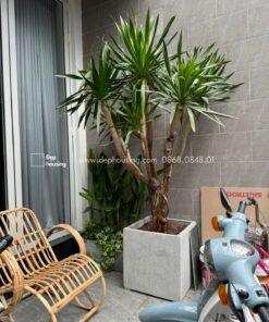 phát tài núi nhiều nhánh