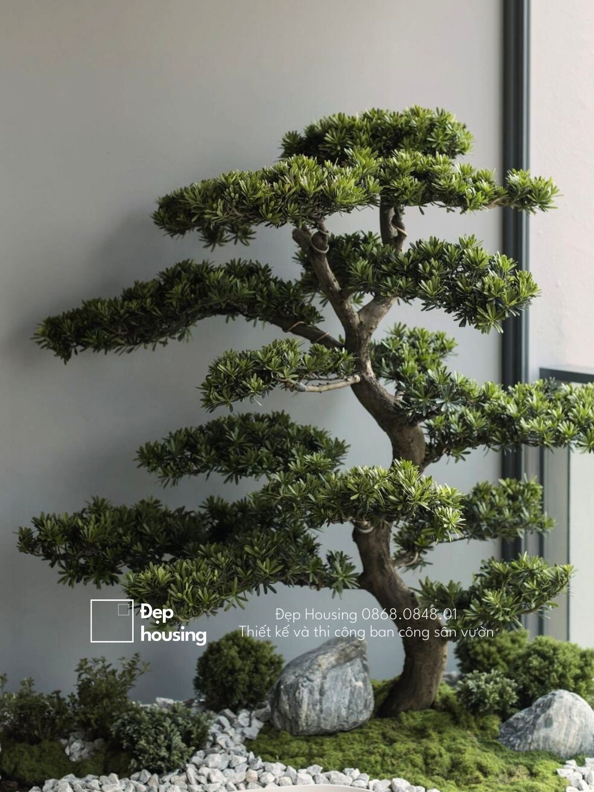 Cây tùng bonsai trồng ban công